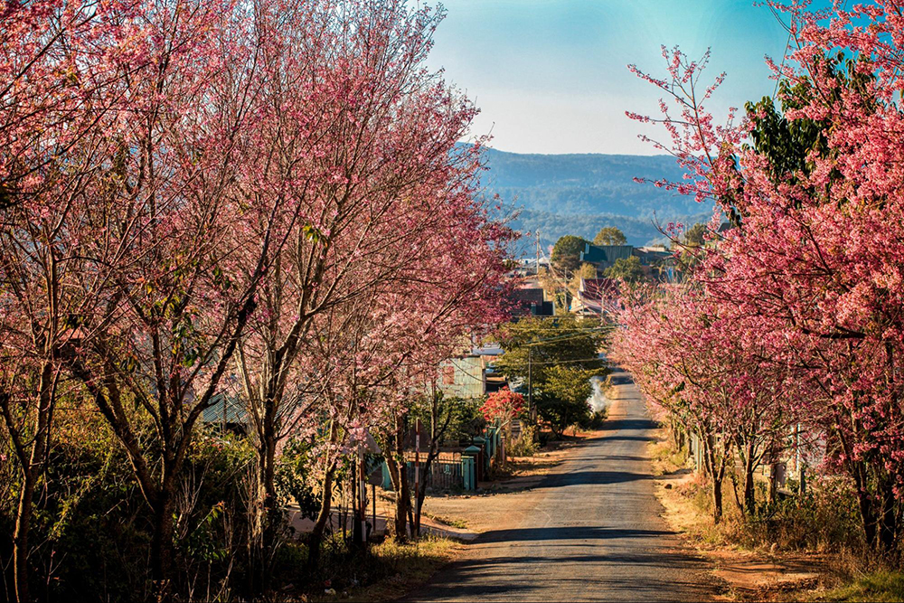 Prunus cerasoides in full blossom during Spring