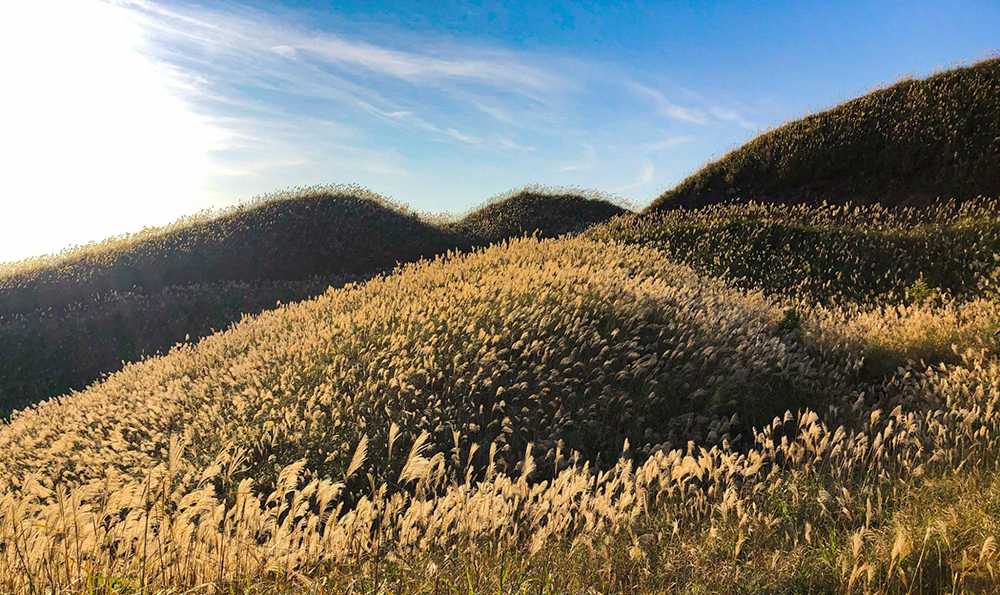 Binh Lieu mountains with full of reeds  