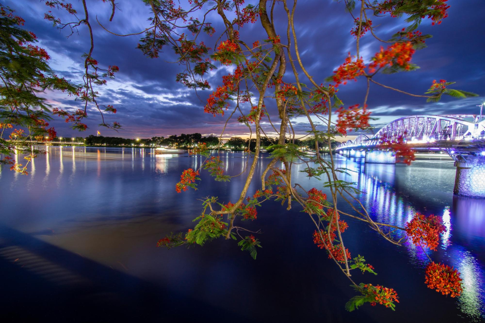 Hoa phượng khoe sắc đỏ thắm bên dòng sông Hương mơ mộng vào mỗi dịp hè tới